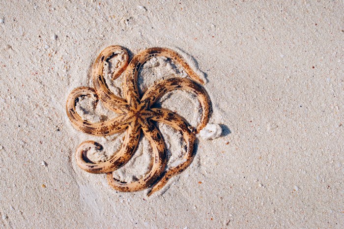 Starfish on a sandy beach