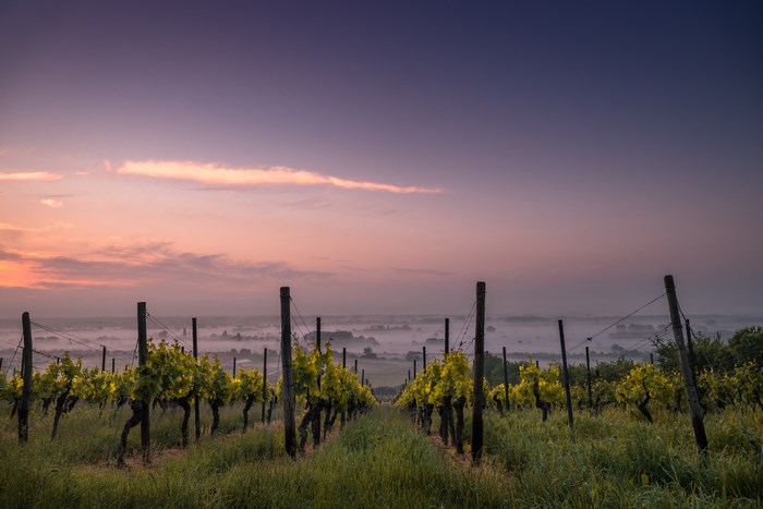 Vineyard at sunrise with fog over the fields