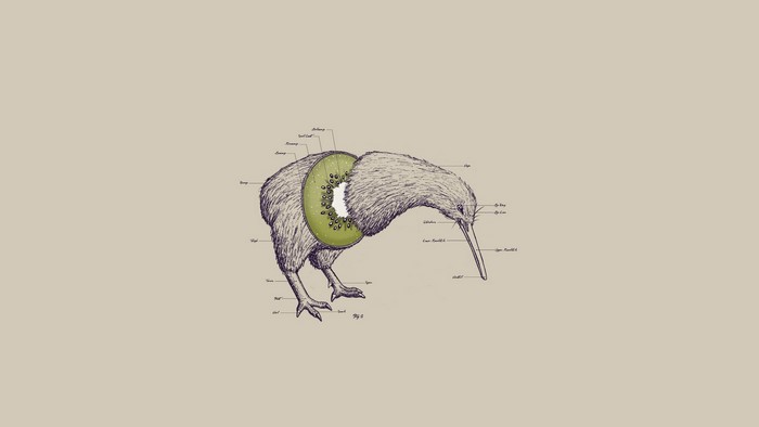 Kiwi bird with kiwi fruit cross-section illustration