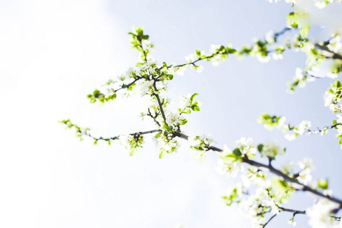 White cherry blossoms on branches against a bright sky