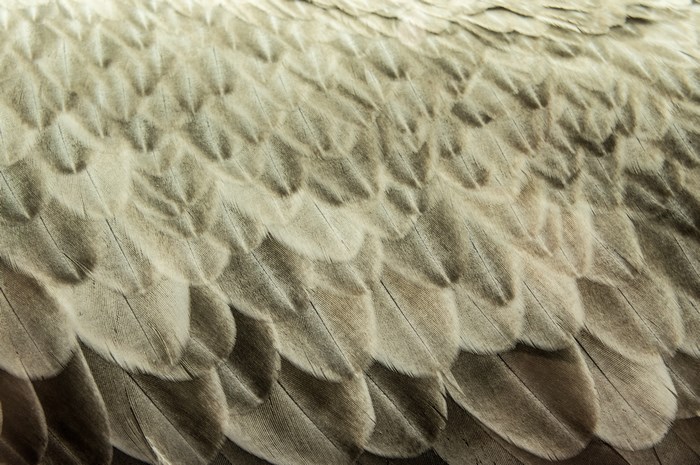 Close-up of a vulture's feather pattern