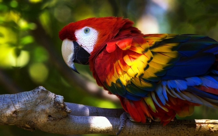 Vibrant Multicolored Parrot Perched on Branch