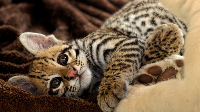Baby Ocelot lying on a brown blanket