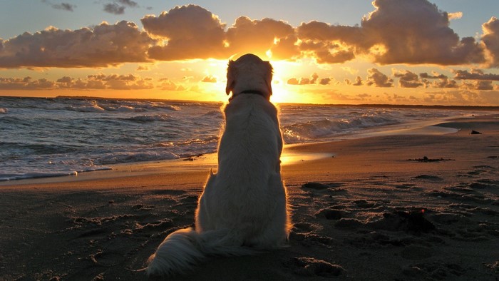 Golden Retriever dog on beach at sunset