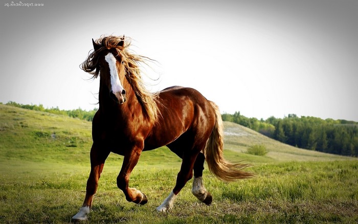 Brown horse running in a grassy field