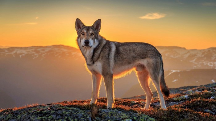 Wolf standing on a mountain at sunset