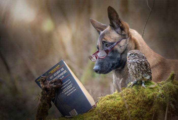Dog wearing glasses reads a book with an owl