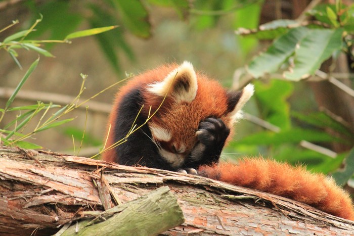 Red panda covering its face on a log