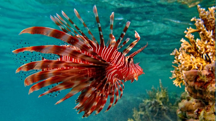 Lionfish swimming near coral reef