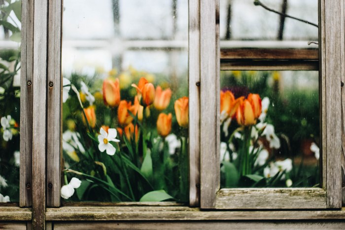 Orange tulips and white daffodils in a greenhouse through a window