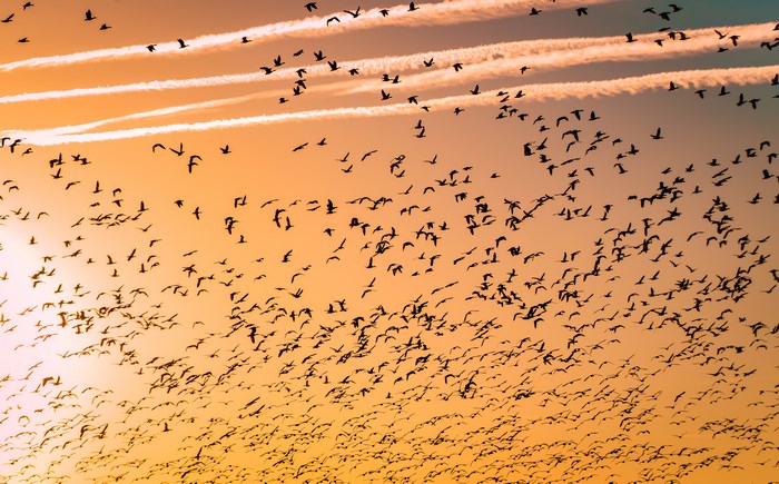 Flock of birds migrating at sunset with contrails