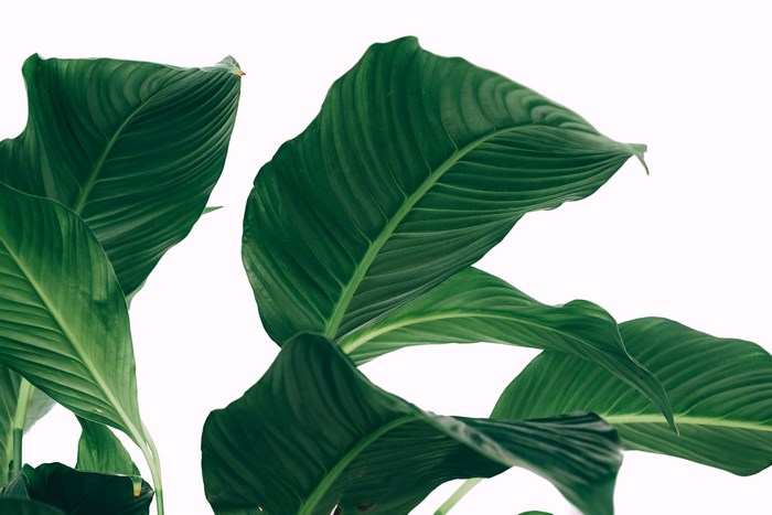 Peace Lily Plant Leaves on White Background
