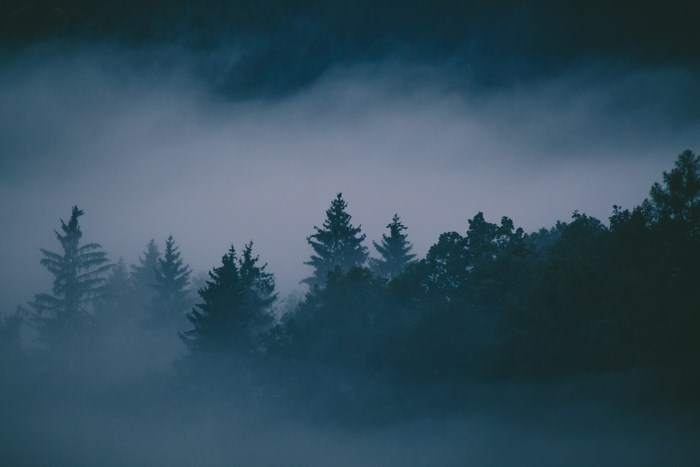 Dark forest shrouded in fog and mist