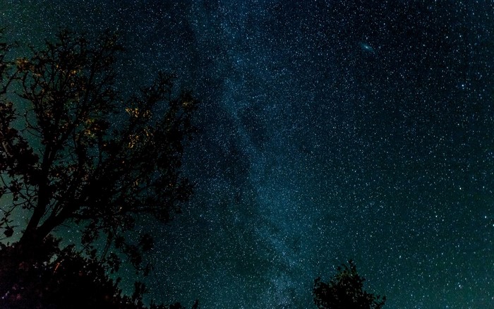 Starry Night Sky with Silhouetted Trees