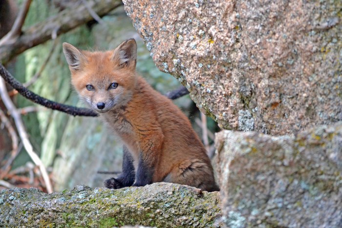 Red fox kit sitting on rocks