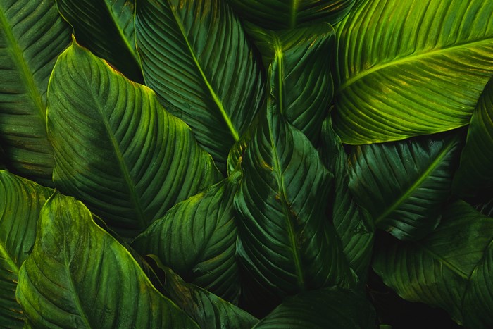 Close-up of dark green plant leaves with visible veins