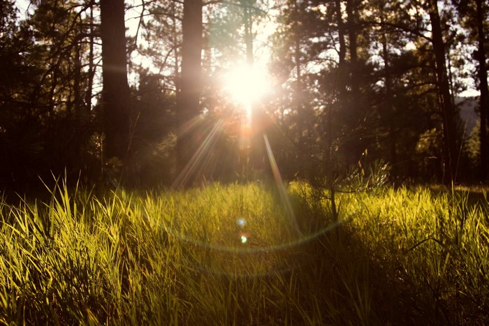 Sunlight shining through trees in a forest