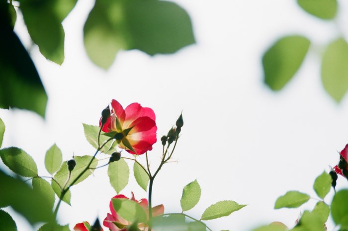 Red and yellow rose with green leaves against bright sky