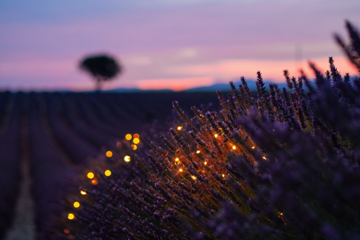 Lavender field at dusk with bokeh lights