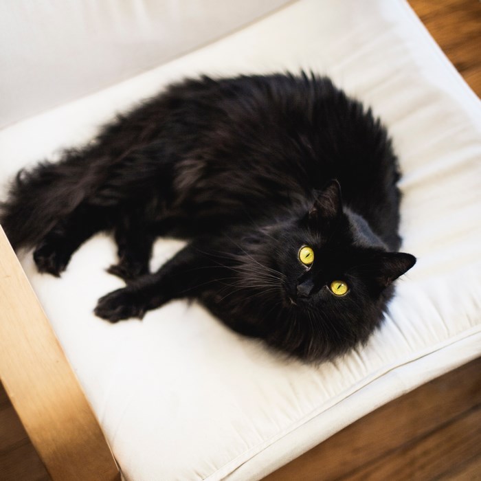 Black Fluffy Cat with Yellow Eyes on White Cushion