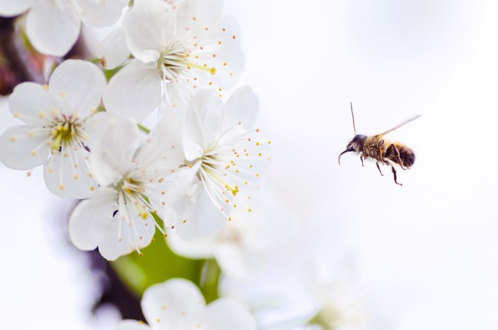 A bee flies near white cherry blossoms