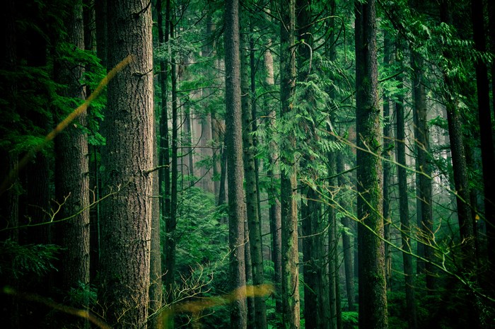 Moody forest with tall trees and mist