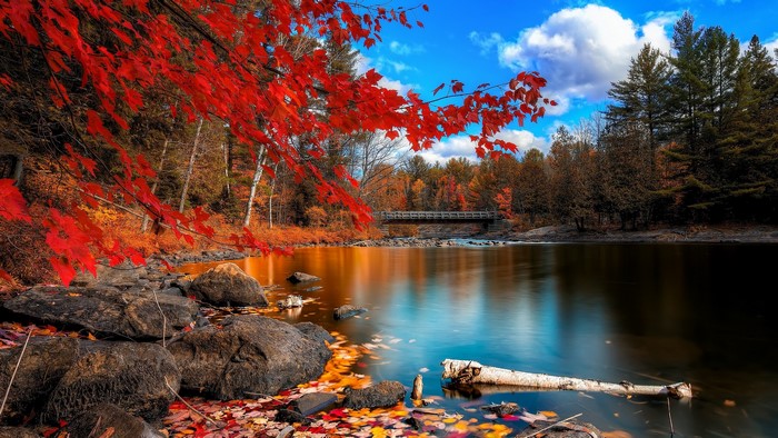 River in a forest during autumn with red leaves