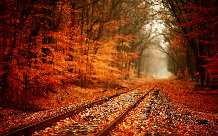 Railway through a fall forest with orange leaves