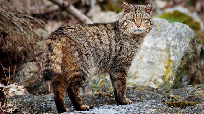 Wildcat standing on rocks in a forest