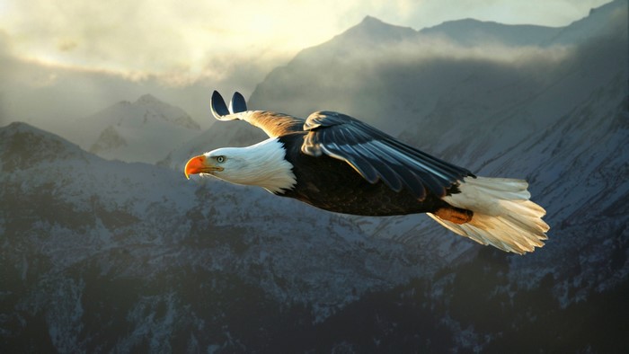 Majestic Bald Eagle Soaring Over Mountain Landscape