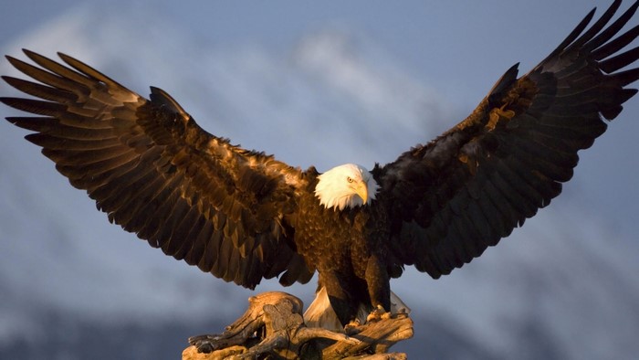 Majestic Bald Eagle with Wings Spread Wide