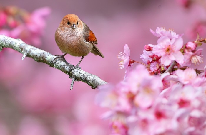 Small Bird Perched Among Pink Flowers