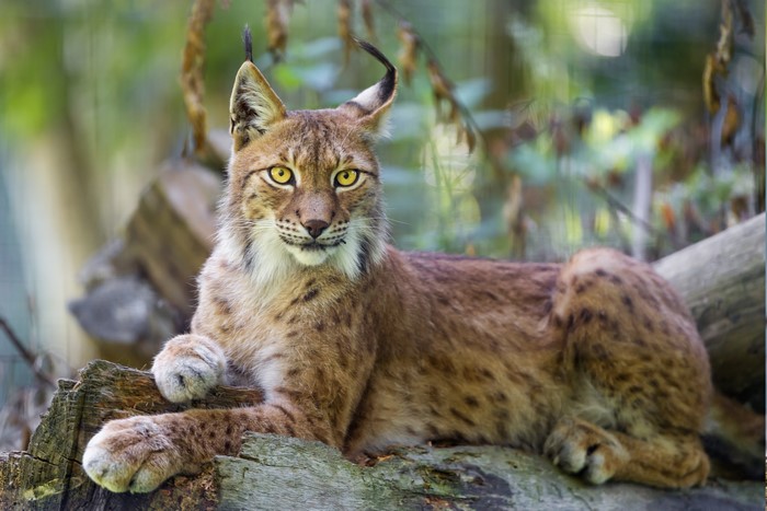 Lynx Resting on Log in Forest