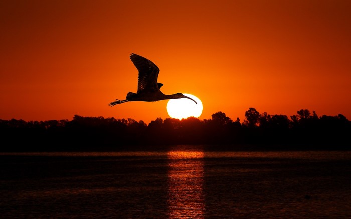 Bird flying over water at sunset