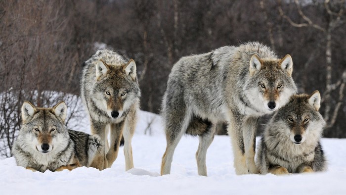 Pack of Wolves in Snowy Forest