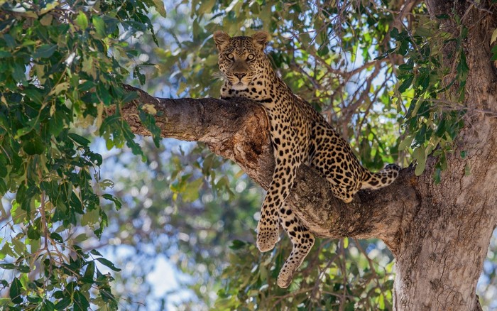 Leopard resting on a tree branch