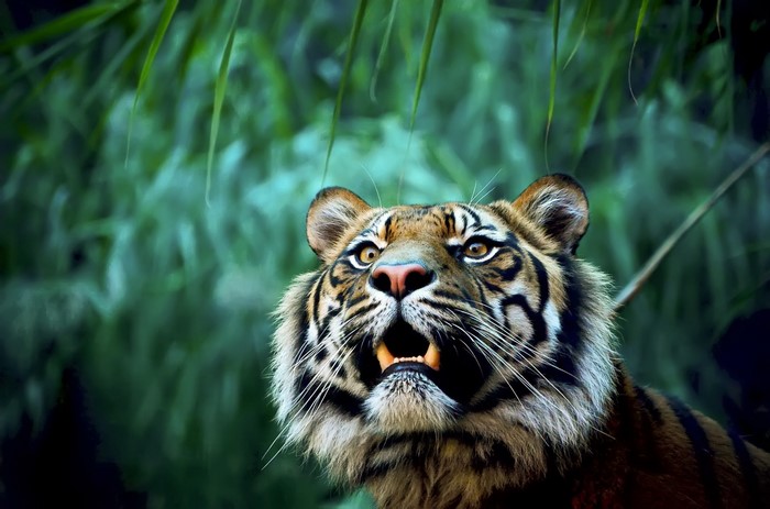 Tiger looking up in a jungle