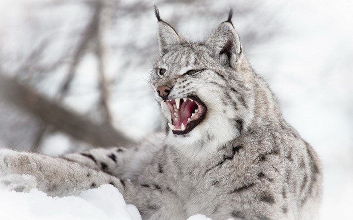 Lynx snarling in the snow