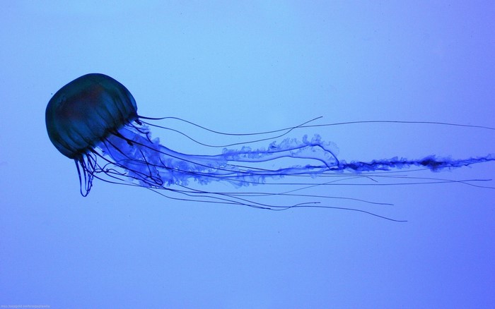 Blue Jellyfish with Long Tentacles in Water