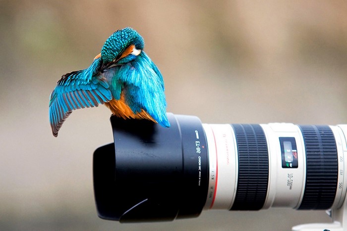 Kingfisher bird on a Canon camera lens