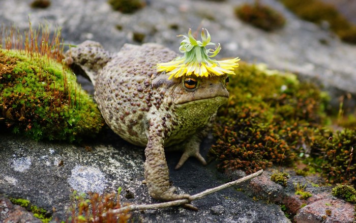 Toad wearing a dandelion hat on mossy rocks