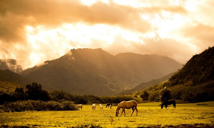 Horses grazing in a field with mountains and clouds