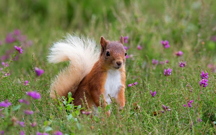 Red squirrel in a field of purple wildflowers