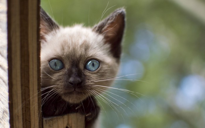 Siamese kitten with blue eyes peeking from behind wood