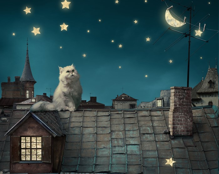 Fluffy white cat on a rooftop under a starry night sky