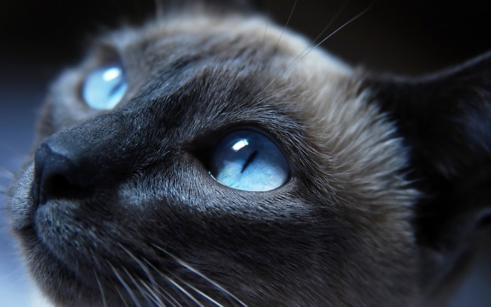 Close-up of a Siamese cat's blue eyes
