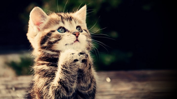 Kitten with blue eyes looking up