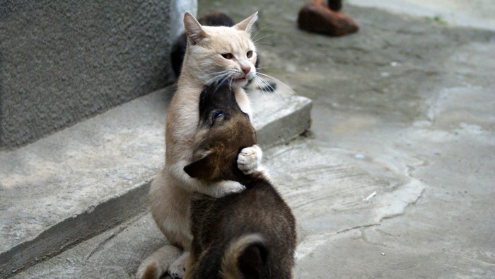 Cute Cat and Dog Hugging Affectionately