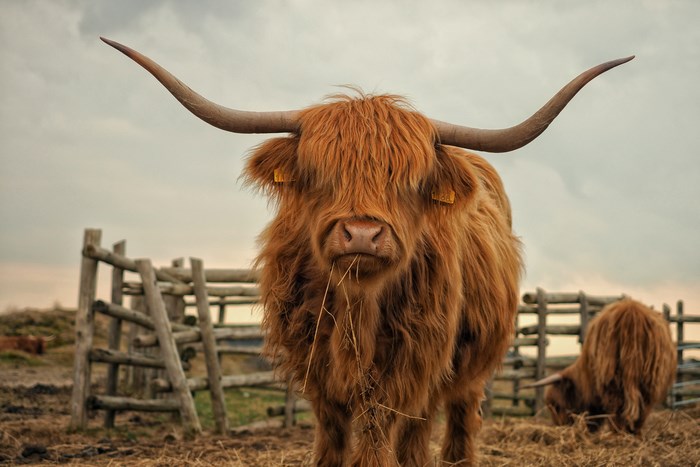 Highland cow with long horns in a field