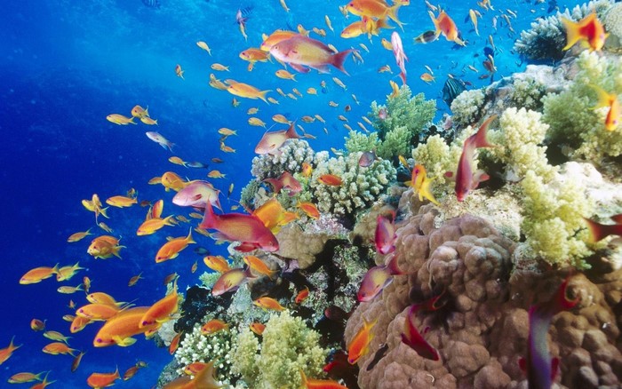 School of fish swimming around a coral reef underwater